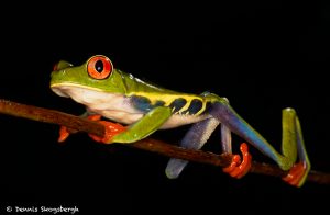 8864 Red-eyed Tree Frog (Agalychnis callidryas), Laguna del Lagarto, Costa Rica