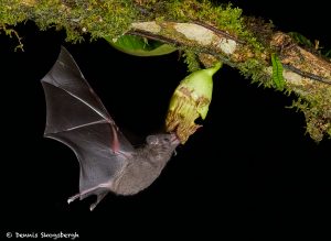 8853 Mexican Long-tounged Bat (Choeronycteris mexicana), Laguna del Lagarto, Costa Rica