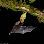 8854 Mexican Long-tounged Bat (Choeronycteris mexicana), Laguna del Lagarto, Costa Rica