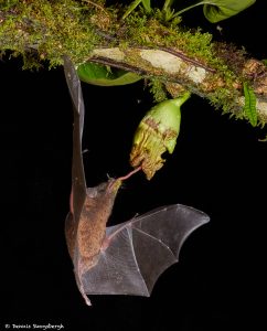 8856 Mexican Long-tounged Bat (Choeronycteris mexicana), Laguna del Lagarto, Costa Rica