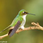 9135 Female Booted Racket-tailed Hummingbird (Ocreatus underwoodii), Tandayapa Bird Lodge, Ecuador