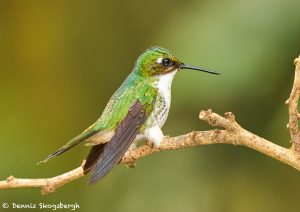 9135 Female Booted Racket-tailed Hummingbird (Ocreatus underwoodii), Tandayapa Bird Lodge, Ecuador