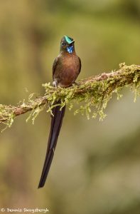 9136 Violet-tailed Sylph (Aglaiocercus coekestus), Tandayapa Bird Lodge, Ecuador