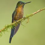 9141 Violet-tailed Sylph (Aglaiocercus coekestus), Tandayapa Bird Lodge, Ecuador