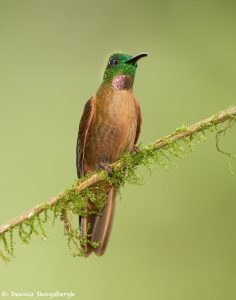 9144 Fawn-breasted Brilliant (Heliodoxa rubinoides), Tandayapa Bird Lodge, Ecuador