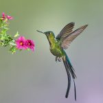 9148 Violet-tailed Sylph (Aglaiocercus coekestus), Tandayapa Bird Lodge, Ecuador