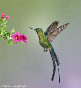 9148 Violet-tailed Sylph (Aglaiocercus coekestus), Tandayapa Bird Lodge, Ecuador