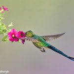 9150 Violet-tailed Sylph (Aglaiocercus coekestus), Tandayapa Bird Lodge, Ecuador