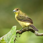 9153 Female Lemon-rumped Tanager (Ranphocelus flammigerus icteronotus), Ecuador