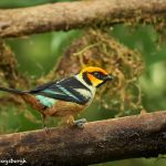 9155 Flame-faced Tanager (Tangara parzudakii), Ecuador