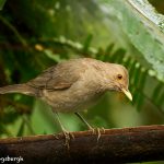 9156 Ecuadorian Thrush (Turdus Maculieostris), Ecuador