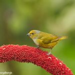 9162 Female Orange-bellied Euphonia (Euphonia xanthogaster), Ecuador