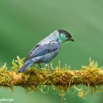 9161 Black-capped Tanager (Tangara heinei), Ecuador