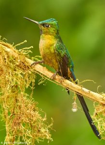 9169 Violet-tailed Sylph (Aglaiocercus coekestus), Ecuador