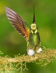 9172 Buff-tailed Coronet (Boissonneauna flacescens), Ecuador