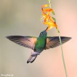 9116 Buff-tailed Coronet (Boissonneauna flacescens), Guango Lodge, Ecuador