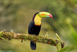 9192 Keel-billed Toucan (Ramphastois sulfuratus), Costa Rica