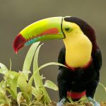 9193 Keel-billed Toucan (Ramphastois sulfuratus), Costa Rica