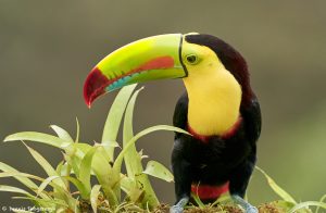 9193 Keel-billed Toucan (Ramphastois sulfuratus), Costa Rica