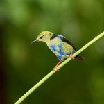 9202 Immature Male Red-legged honeycreeper (Cyanerpes cyaneus), Laguna del Lagarto Lodge, Costa Rica