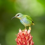 9202 Female Shining Honeycreeper (Cyanerpes lucidus Aracari (Pteroglossus toequatus), Laguna del Lagarto Lodge, Costa Rica