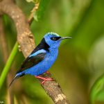 9204 Male Red-legged honeycreeper (Cyanerpes cyaneus), Laguna del Lagarto Lodge, Costa Rica