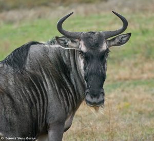 9225 Blue Wildebeest (Connochaetes taurinus), Africa native. Fossil Rim, Texas