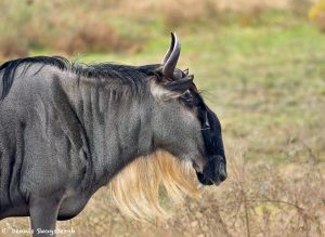 9226 Common (Blue) Wildebeest (Connochaetes taurinus), Native of Africa, Fossil Rim, Texas
