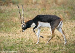 9227 Blackbuck (Antilope cervicapra), Fossil Rim, Texas