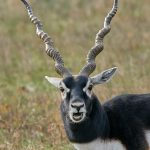 9228 Blackbuck (Antilope cervicapra), Fossil Rim, Texas