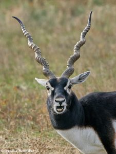 9228 Blackbuck (Antilope cervicapra), Fossil Rim, Texas