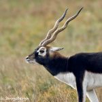 9229 Blackbuck (Antilope cervicapra), Fossil Rim, Texas