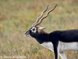 9229 Blackbuck (Antilope cervicapra), Fossil Rim, Texas