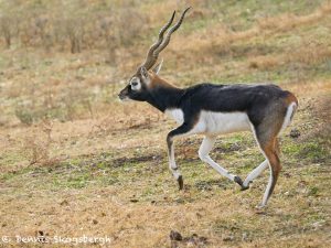9230 Blackbuck (Antilope cervicapra), Fossil Rim, Texas