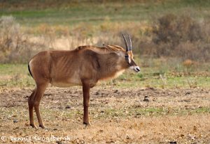 9231 Sable Antelope (Hippotragus niger), Fossil Rim, Texas