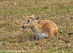 9232 Blackbuck Immature (Antilope cervicapra), Fossil Rim, Texas