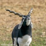 9233 Blackbuck (Antilope cervicapra), Fossil Rim, Texas