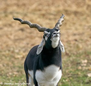 9233 Blackbuck (Antilope cervicapra), Fossil Rim, Texas