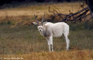 9236 Arabian Oryx (Oryx leucoryx), Fossil Rim, Texas