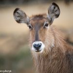 9238 Female Waterbuck (Kobus ellipsiprymnus), Rossil Rim, Texas