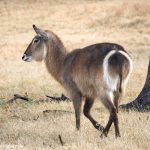 9240 Female Waterbuck Rump Markings (Kobus ellipsiprymnus), Rossil Rim, Texas