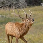 9241 Bugling European Red Deer (Cervus elaphus), Fossil Rim, Texas