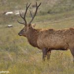 9242 European Red Deer (Cervus elaphus), Fossil Rim, Texas