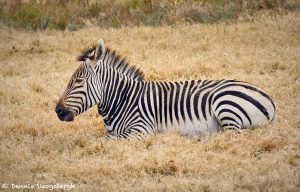 9242 Hartmann's Mountain Zebra (Equus zebra hartmannae), Fossil Rim, Texas