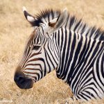 9244 Hartmann's Mountain Zebra (Equus zebra hartmannae), Fossil Rim, Texas