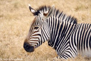 9244 Hartmann's Mountain Zebra (Equus zebra hartmannae), Fossil Rim, Texas