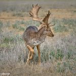 9246 Fallow Deer (Dama dama), Fossil Rim, Texas