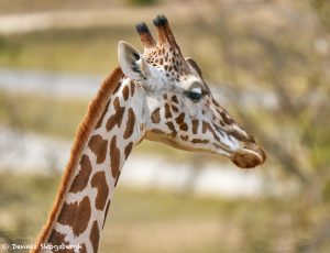 9248 Giraffe (Giraffe camelopardalis reticulata), Fossil Rim, Texas