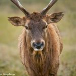 9249 European Red Deer (Cervus elaphus), Fossil Rim, Texas