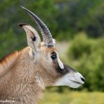 9251 Roan Antelope (Hippotragus equinus), Fossil Rim, Texas